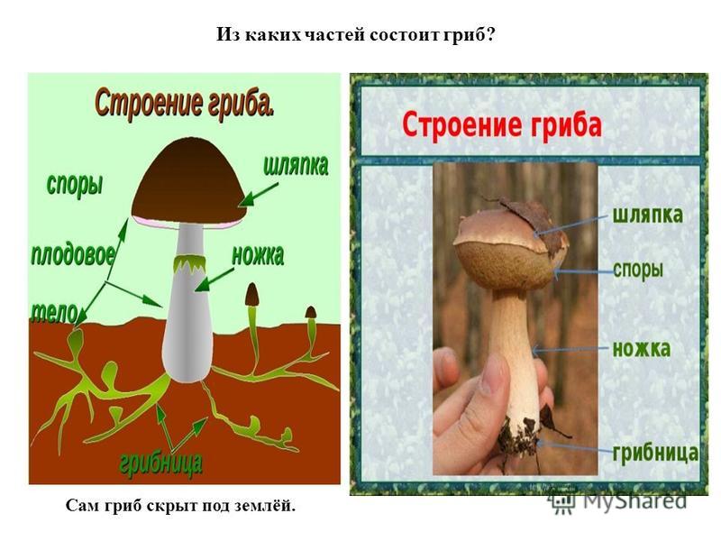 Тело грибов состоит из многочисленных. Из каких частей состоит гриб. Из каких частей состоит строение гриба.