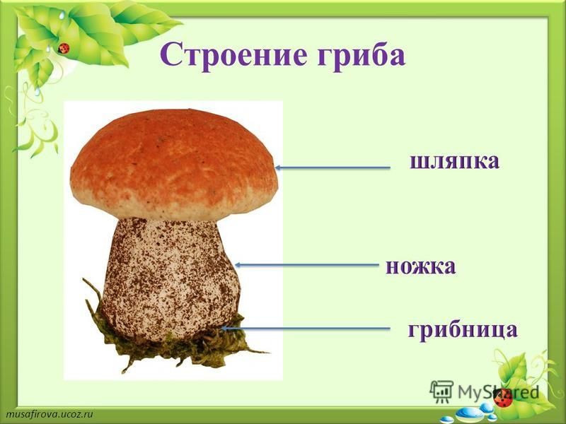 Подпиши части гриба 3 класс