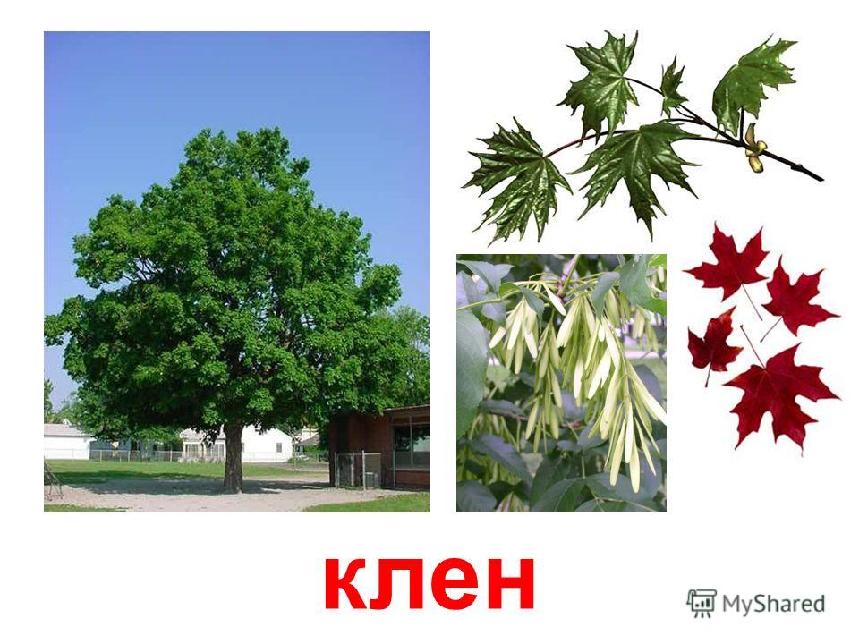 Клен остролистный рисунок