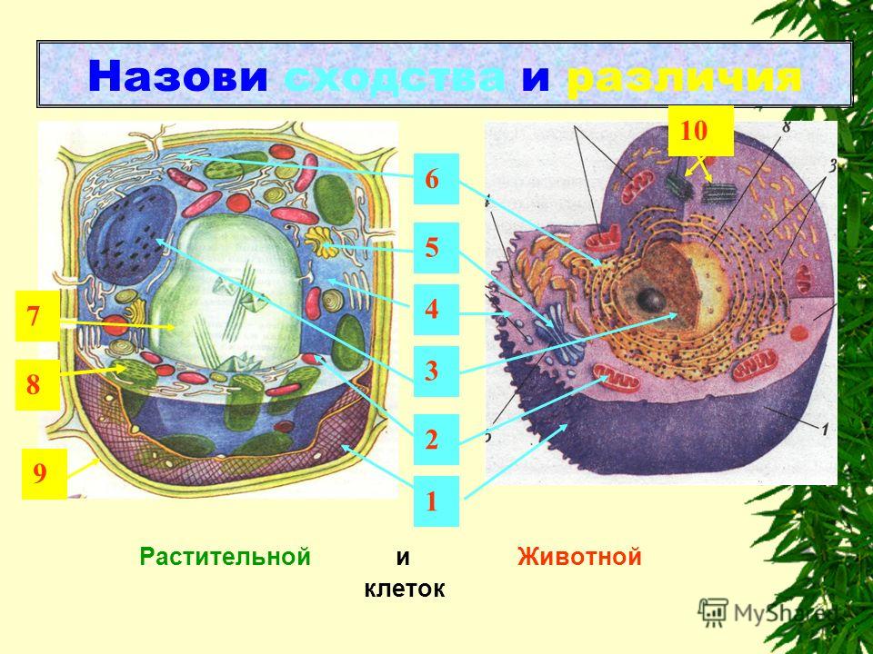 Сходства и различие растительной и животной клетки