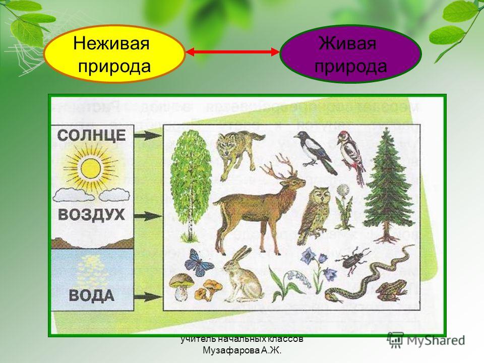 Невидимые нити окружающий мир 2 класс плешаков. Схема связей в природе. Модель связи живой природы. Цепочка живой и неживой природы. Цепочки связи живой и неживой природы.