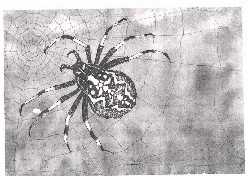 Паук рисунок карандашом. Паук крестовик. Паук крестовик рисунок. Паук гелевой ручкой. Паук черной ручкой.