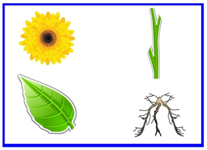 Схема строения растения для дошкольников