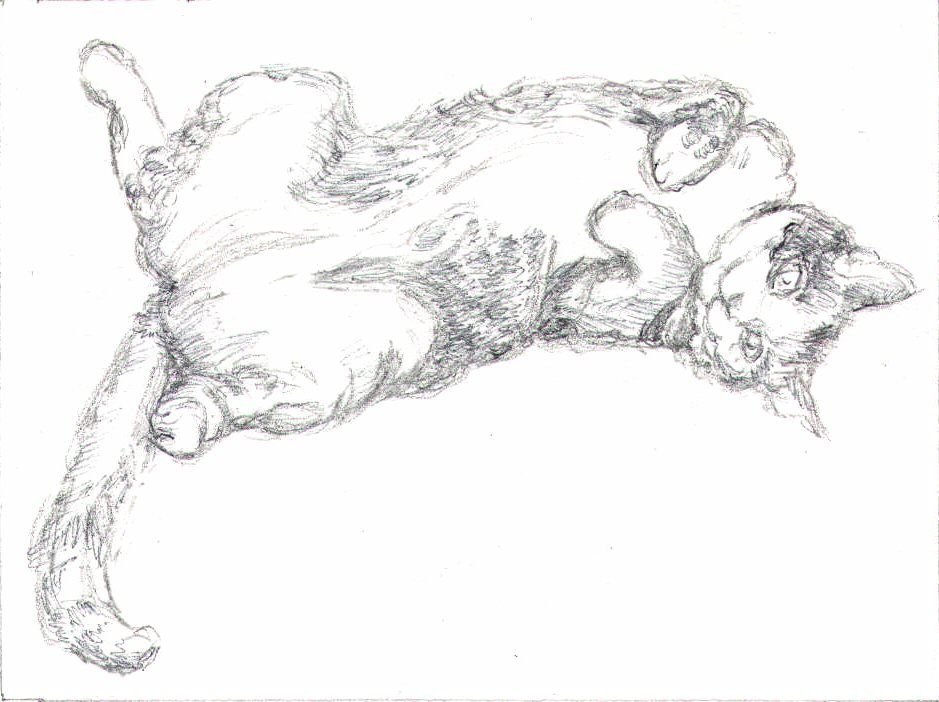 Как нарисовать кота лежащего Лежачий кот рисунок — 59 фото