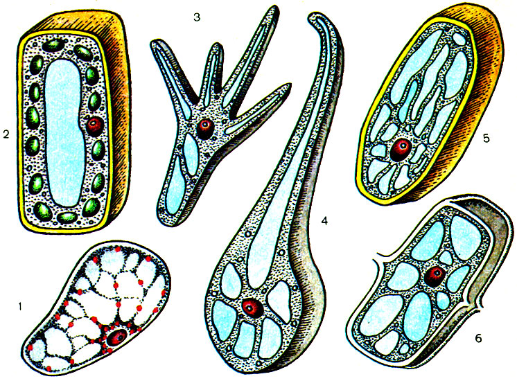 Пример растительной клетки. Формы клеток. Формы растительных клеток. Многообразие растительных клеток. Разнообразие форм клеток.