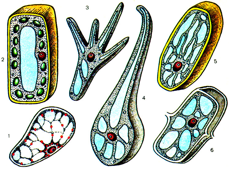 Строение различных клеток