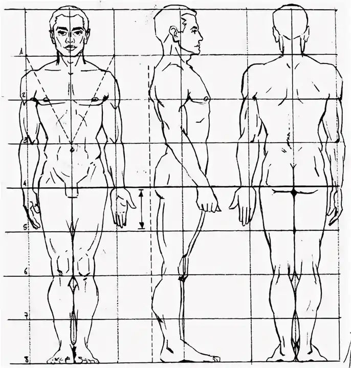 8 частей человека. Пропорции тела мужчины рисунок. Пропорции человека в профиль в полный рост. Пропорции тела человека Академический рисунок. Пропорции человеческой фигуры схема.