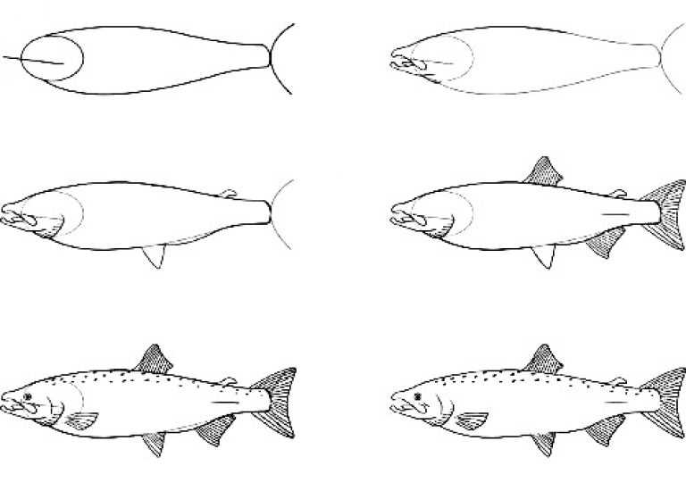 Нарисуй поэтому. Рыба кета рисунок карандашом. Поэтапное рисование щуки для детей. Поэтапный легкий рисунок щуки. Рисунок рыбы поэтапно.