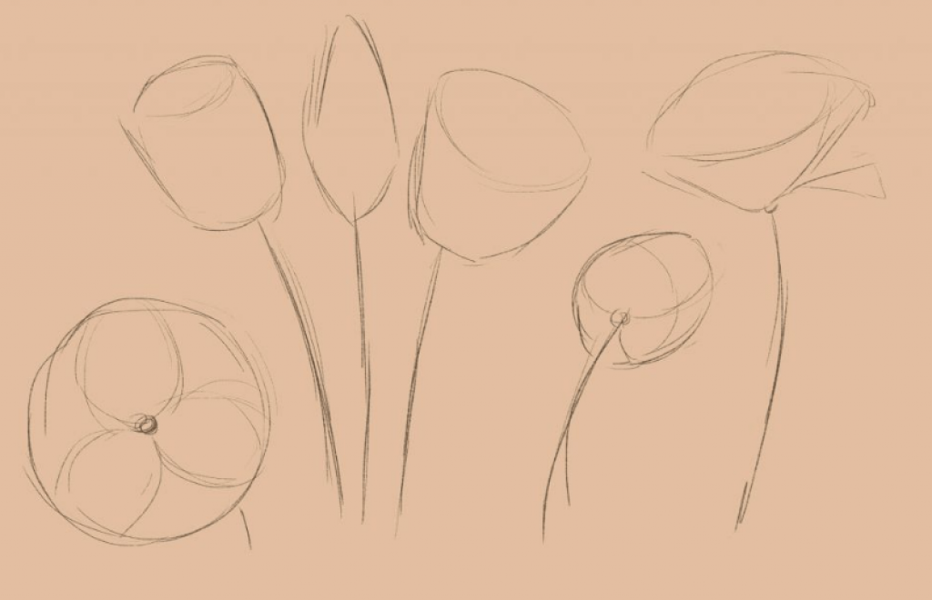 Тюльпан поэтапно карандашом для начинающих
