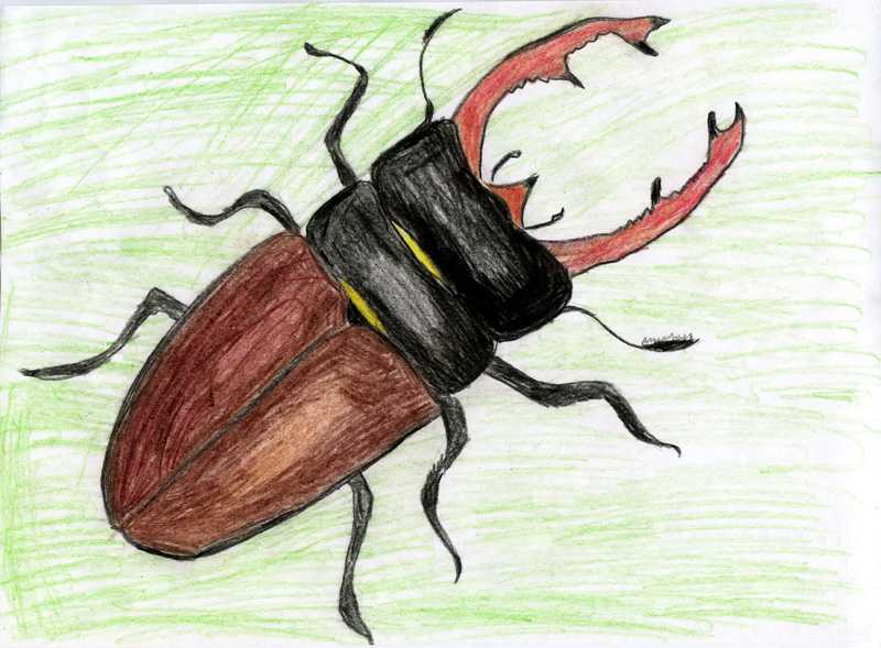 Как нарисовать фольксваген жук