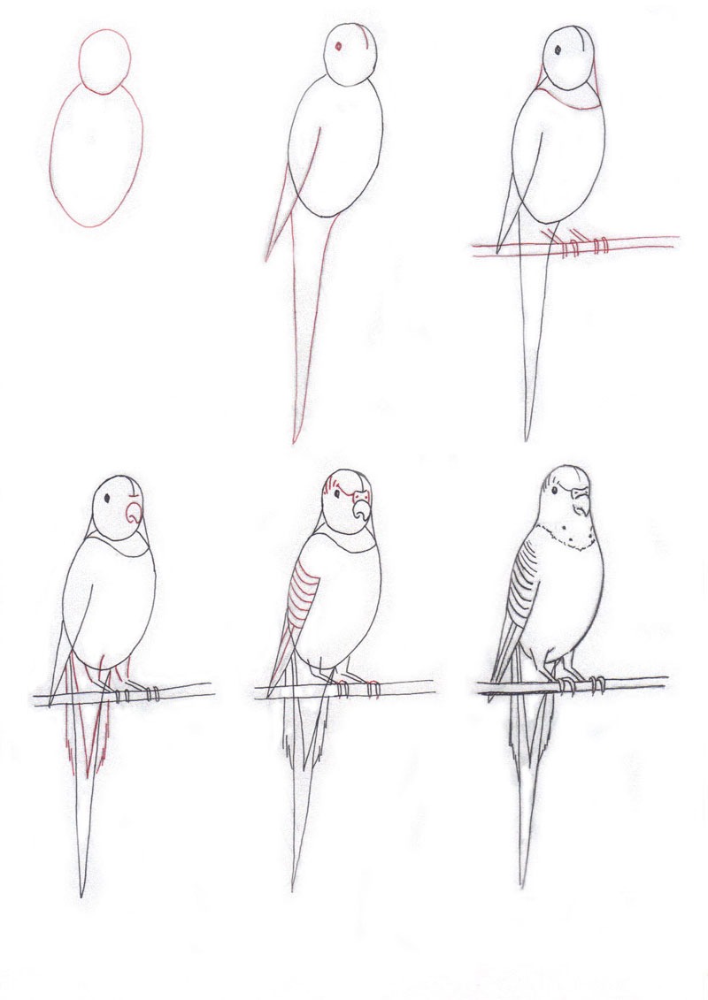 нарисовать волнистого попугая