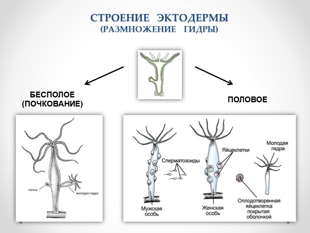 Строение размножения. Бесполое размножение пресноводной гидры. Бесполое размножение гидры кишечнополостных. Кишечнополостные гидра размножение. Половое и бесполое размножение гидры.