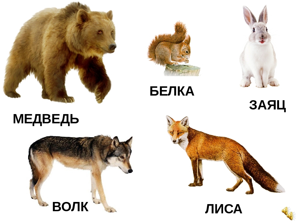 Собака лиса медведь. Лиса, волк, заяц, ёж, медведь, белка. Заяц лиса волк медведь для детей. Карточки волк, медведь, лиса, заяц для детей. Лесные звери карточки.