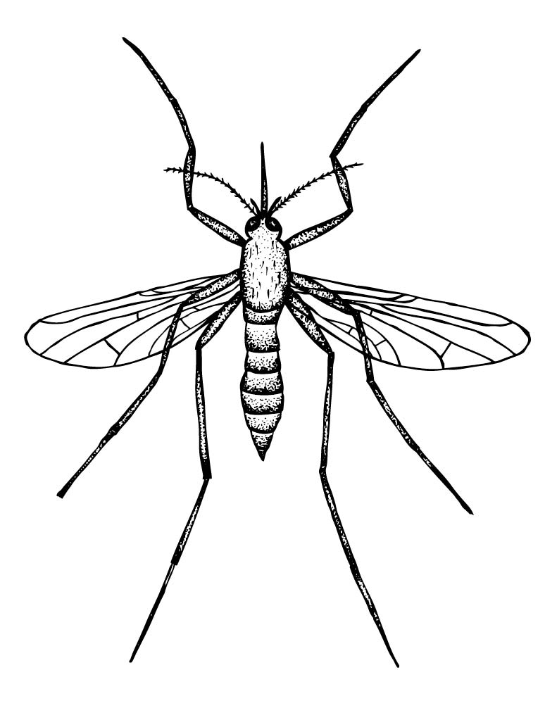 Рисунок комара. Комар. Комар сверху. Комар карандашом. Комар рисунок.