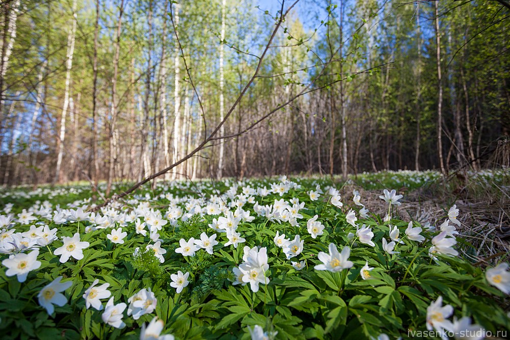 Как выглядят подснежники в лесу фото