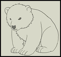 how to draw a polar bear cub