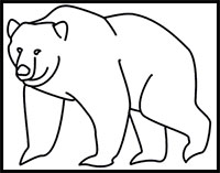 how to draw a bear