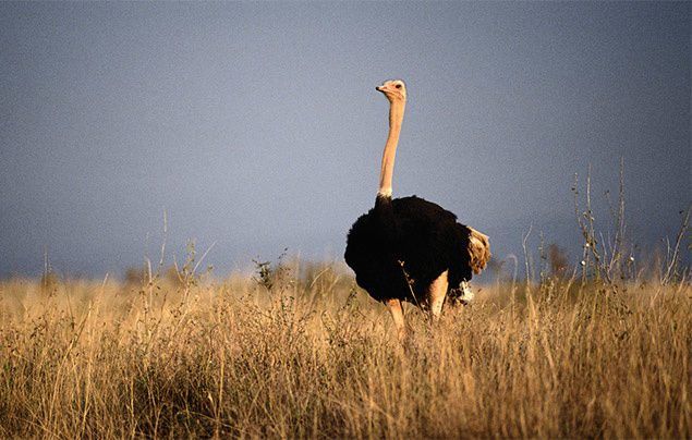 Ostrich Facts