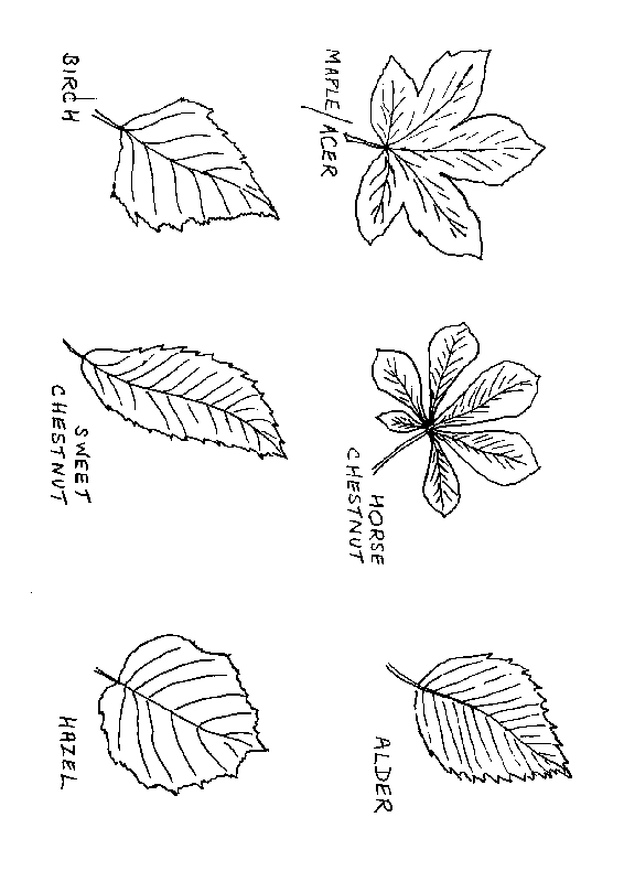 leaf outlines 1