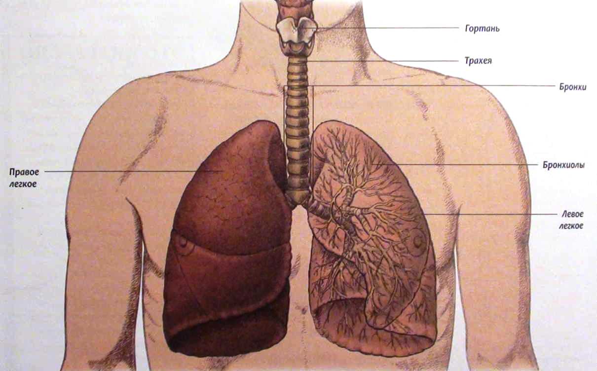 расположение легких со спины фото