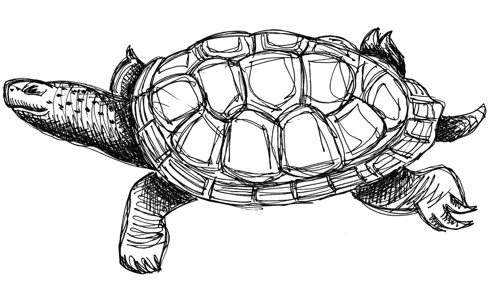 turtle