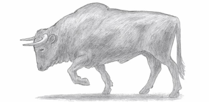 Инструкция по поэтапному рисованию быка на Новый 2021 год