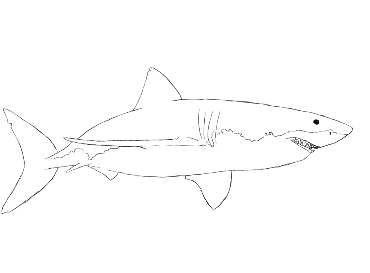 Фото нарисованной акулы