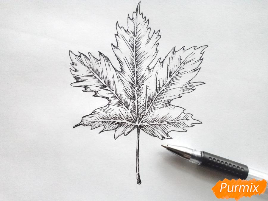 Рисуем кленовый лист черной ручкой - шаг 6