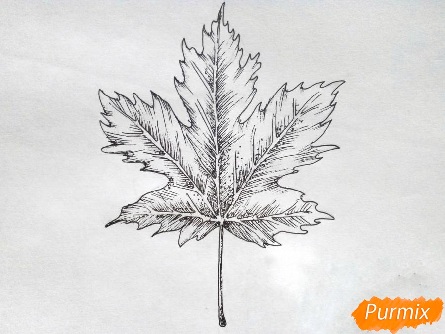 Рисуем кленовый лист черной ручкой - шаг 7