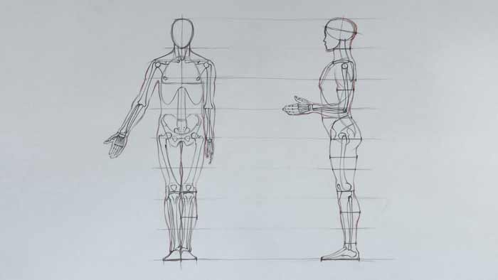 Human Figure Proportions