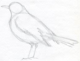 как рисовать птицу карандашом
