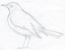 как рисовать птицу карандашом
