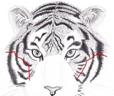 учимся рисовать тигра