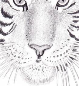 учимся рисовать тигра