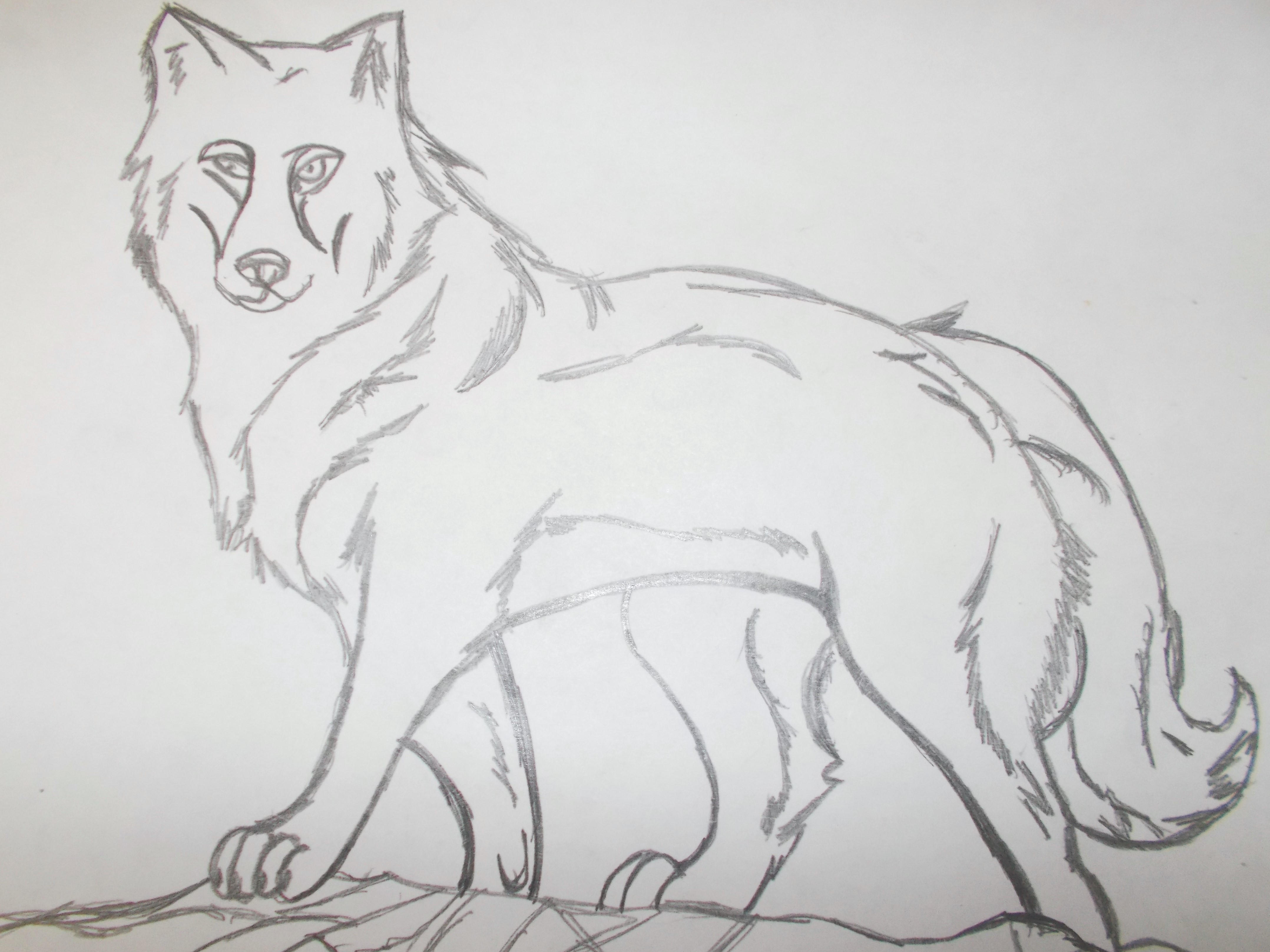 Красивые рисунки для срисовки волк