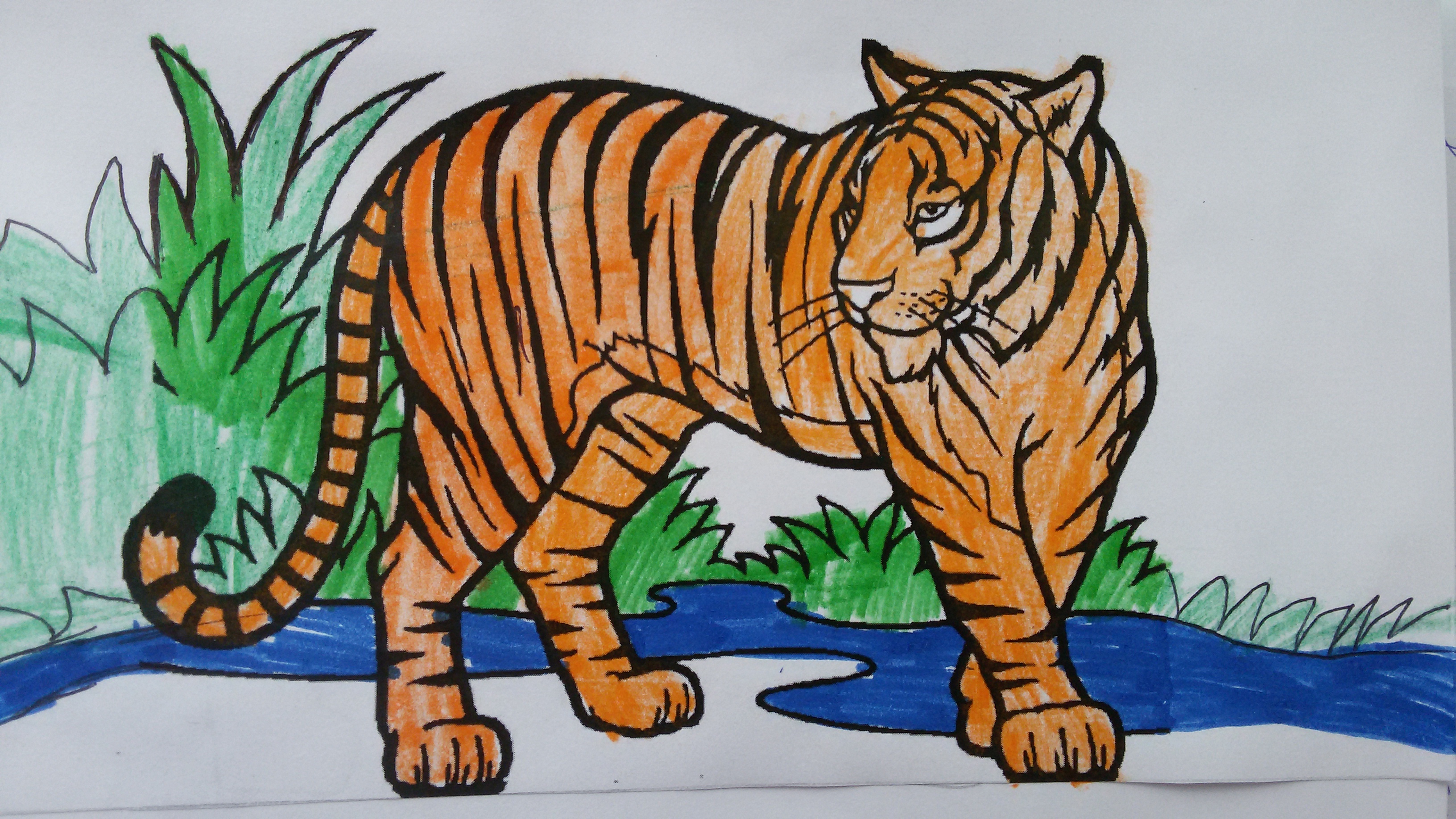 Рисунок Амурского тигра
