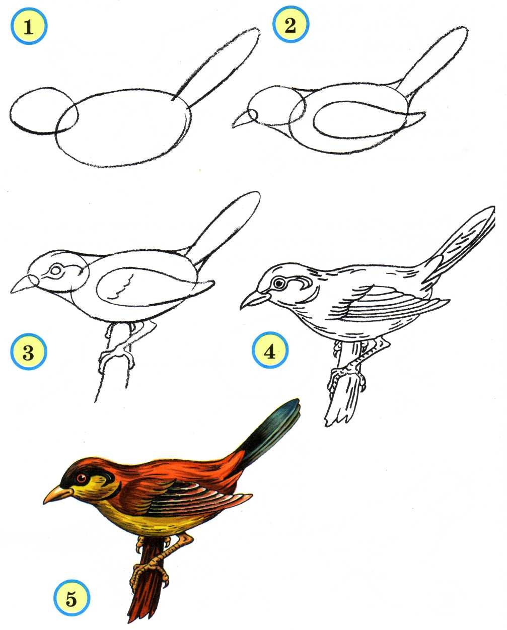 Птичка рисунок простой
