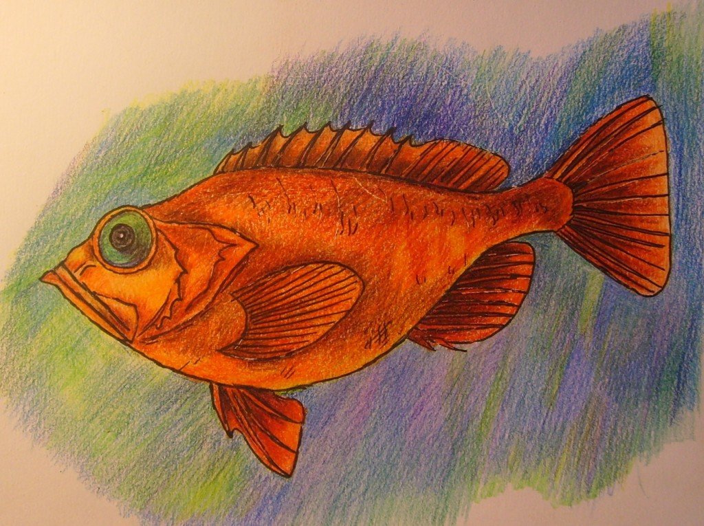 Рыбы рисунок 3 класс. Рыба рисунок. Рисование рыбы. Красивая рыба рисунок. Рисунок рыбы для срисовки.