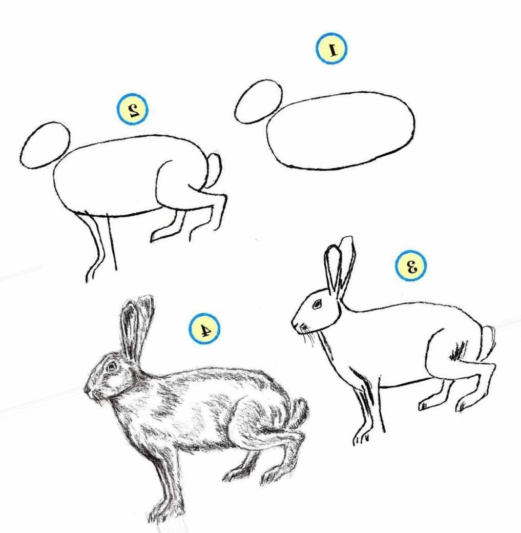 Схема рисования зайца в старшей группе