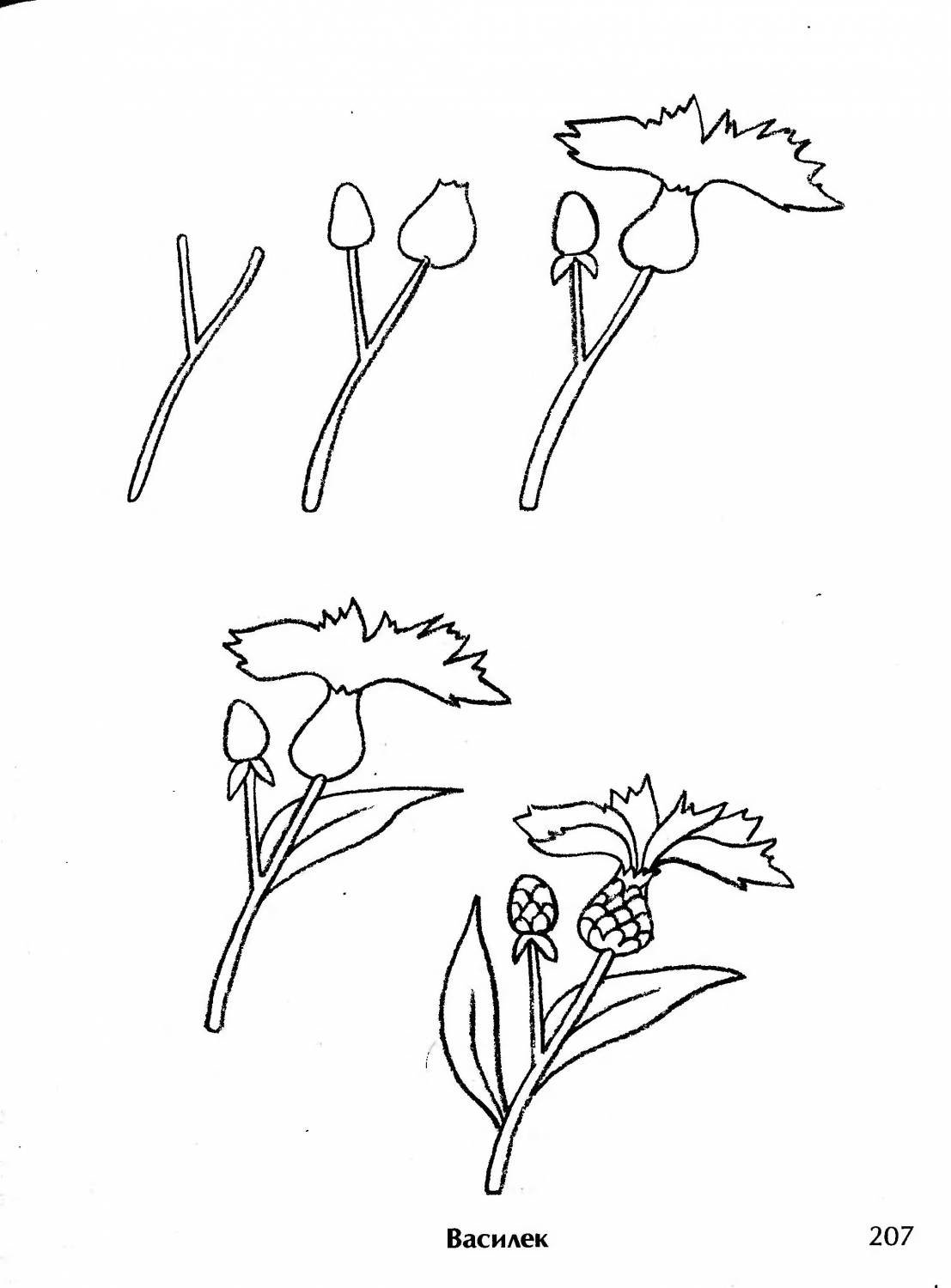 Нарисовать рисунок растения. Поэтапное рисование василька. Гвоздики рисунок поэтапно. Василек рисунок карандашом. Рисунок василька карандашом.