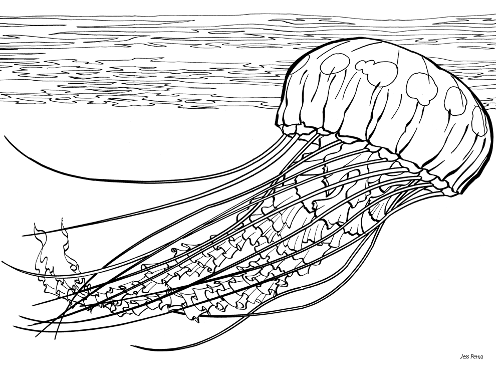 Медуза нарисовать: Как нарисовать медузу карандашом поэтапно