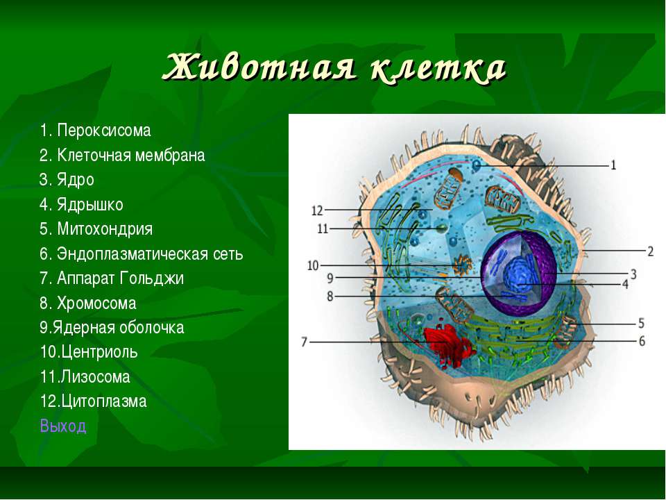 Клетка 1 животного. Животная клетка. Строение клетки животного. Строение животной клетки. Ядро клетки животного.