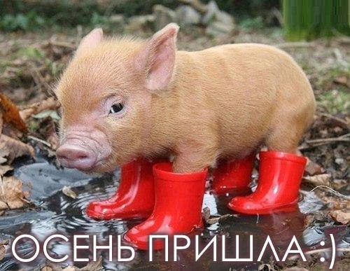 осень пришла