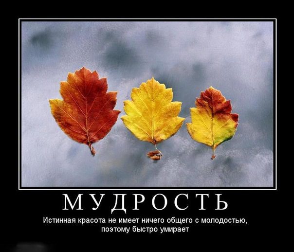 мудрость