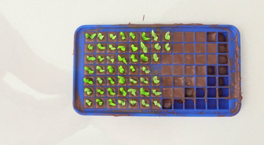 Торт майнкрафт: Силиконовую форму заполняем растопленным молочным шоколадом. Это будут земляные блоки. И в часть из них вставляем наши огородные растения.