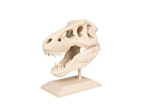 The T-Rex Skull