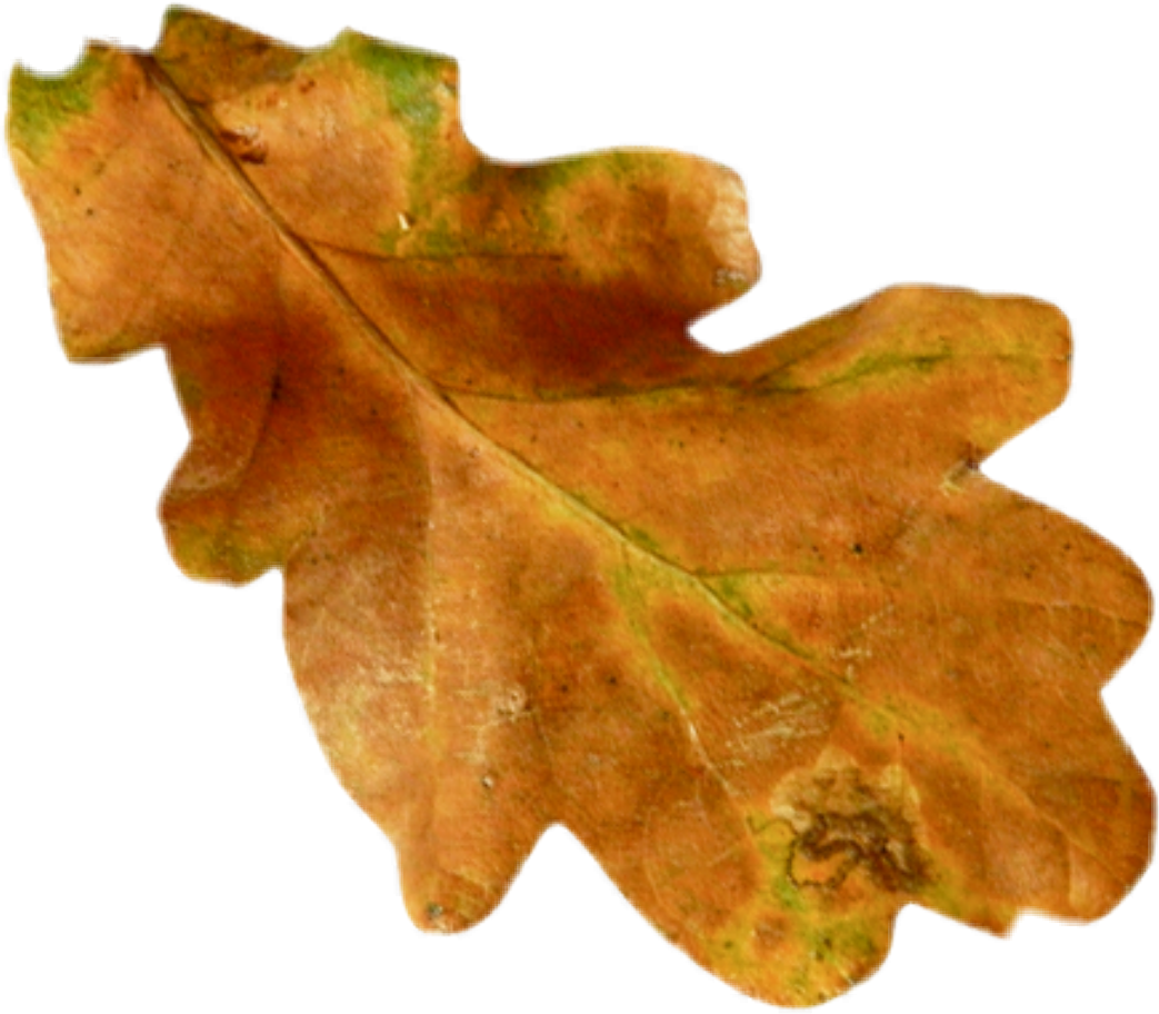 Листьев дуба. Лист дуба. Дубовый листок. Сухой дубовый лист. Осенние листья дуба.