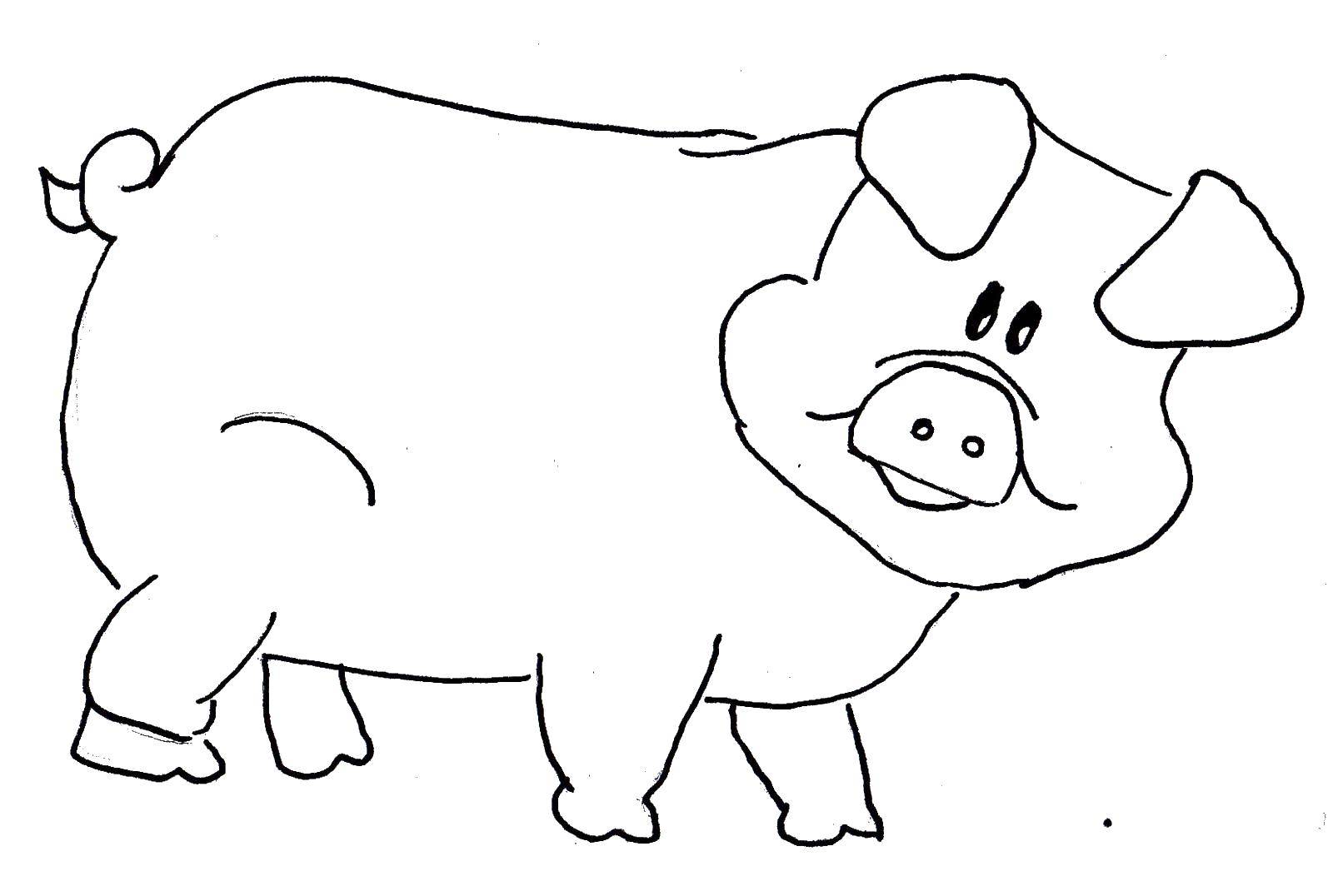 Свинья контурный рисунок