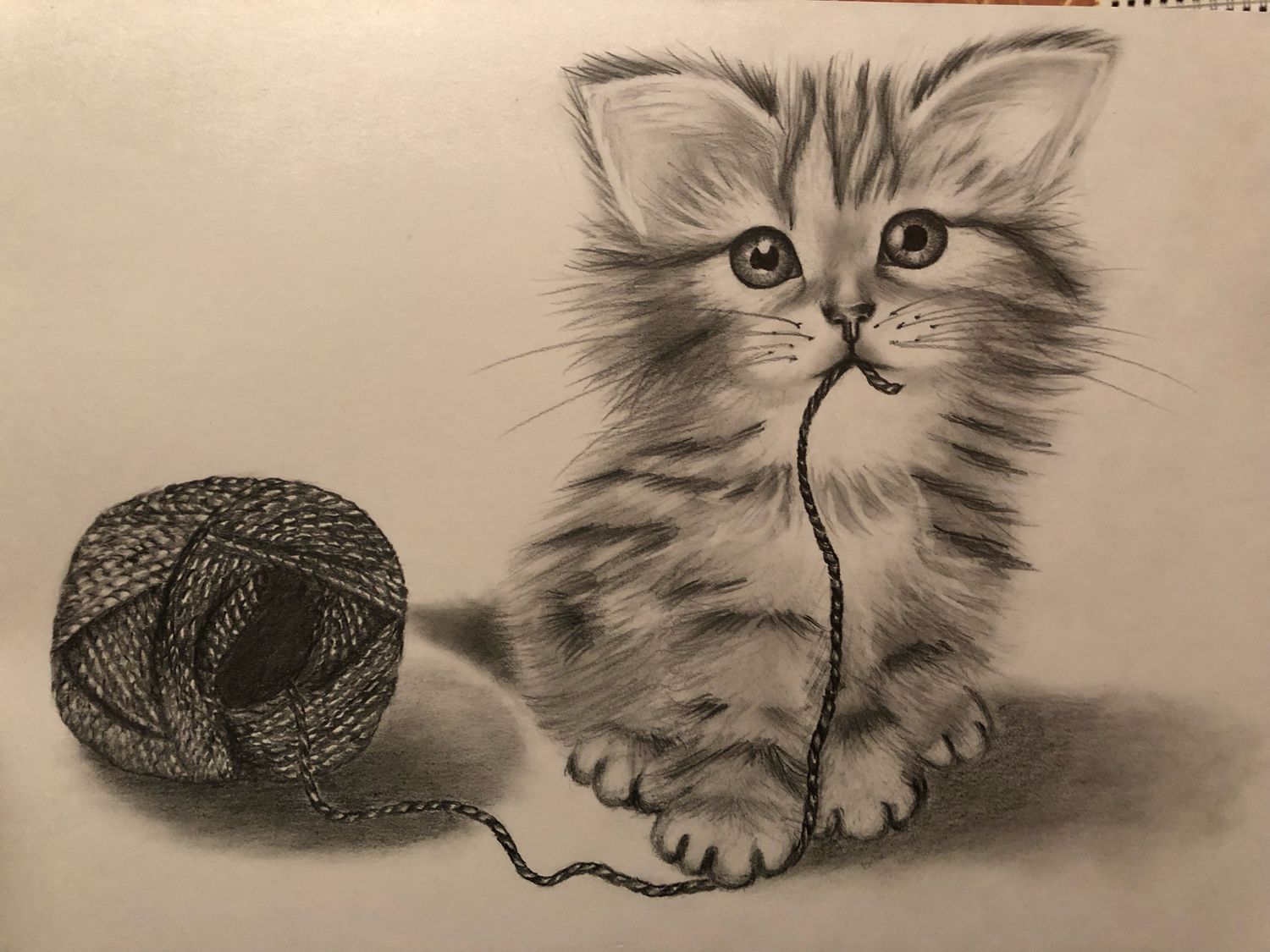 котик карандашом фото