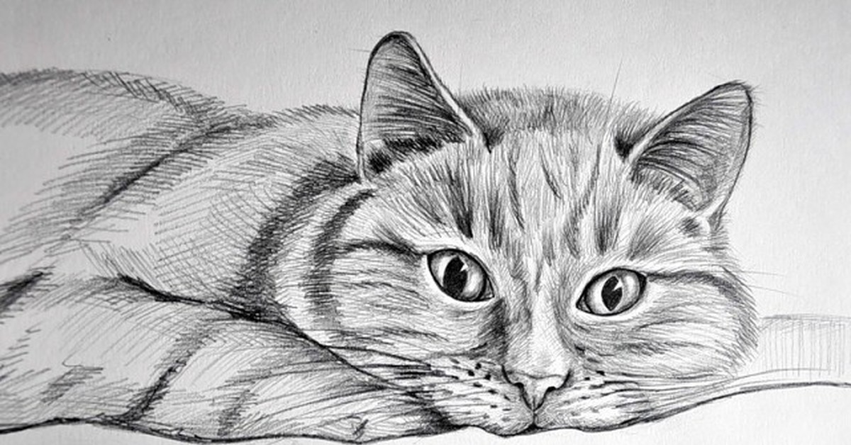 Рисунки. Животные карандашом. Кошка карандашом. Кошка рисунок карандашом. Котик карандашом.